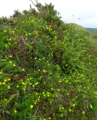 Lysimachia azorica