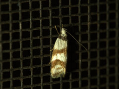 Chezala brachypepla