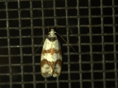 Chezala brachypepla