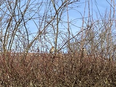 Emberiza schoeniclus