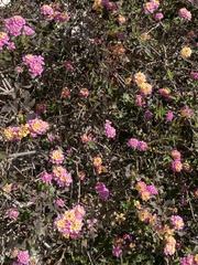 Lantana camara