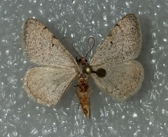 Taeniogramma mendicata
