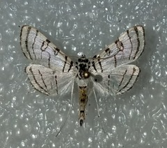 Conchylodes concinnalis