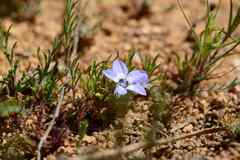 Wahlenbergia acaulis