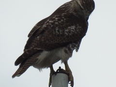 Buteo jamaicensis