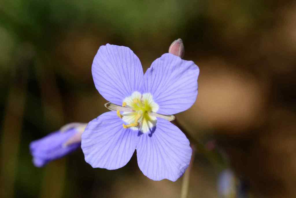 Heliophileae
