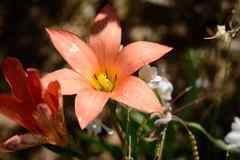 Romulea namaquensis