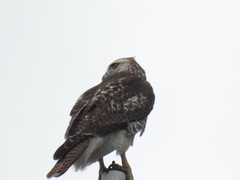 Buteo jamaicensis