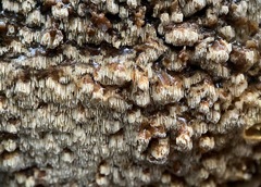 Antrodia heteromorpha