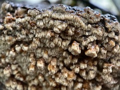 Antrodia heteromorpha