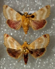 Schinia miniana