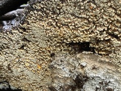 Antrodia heteromorpha