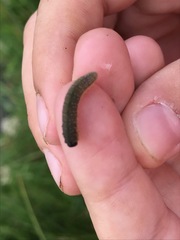 Rhadinoceraea micans