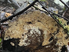 Antrodia heteromorpha