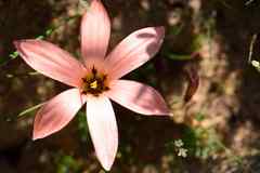 Romulea namaquensis