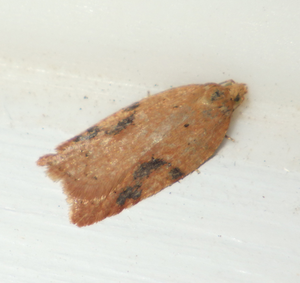 Rusty Oak Button