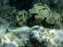Corythoichthys intestinalis