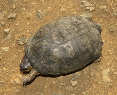 Pelusios castanoides