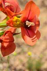 Gladiolus equitans
