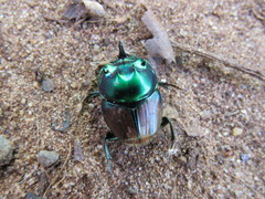 Proagoderus quadrituber