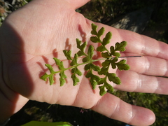 Cheilanthes capensis
