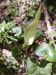 Arum besserianum