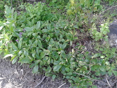 Scopolia carniolica