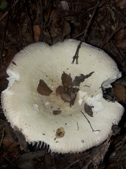 Russula purpureotincta