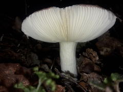 Russula purpureotincta