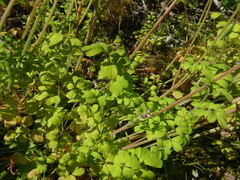 Cysticapnos cracca
