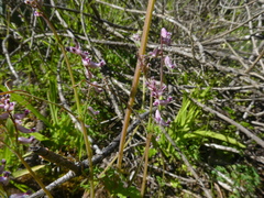 Cysticapnos cracca