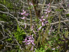 Cysticapnos cracca