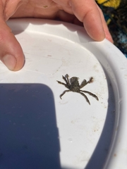 Pyromaia tuberculata