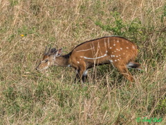 Tragelaphus scriptus bor