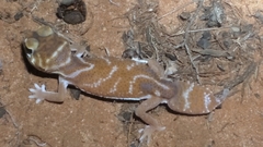 Nephrurus levis occidentalis