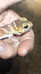 Nephrurus levis occidentalis