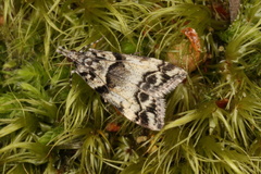 Eudonia torodes