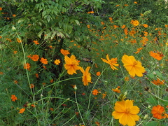 Macroglossum bombylans