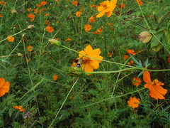 Macroglossum bombylans