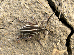 Dorcadion sareptanum