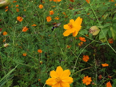 Macroglossum bombylans