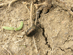 Meloe aeneus