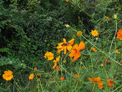 Macroglossum bombylans