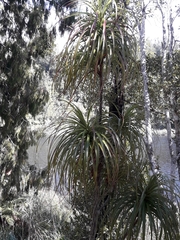 Dracophyllum elegantissimum
