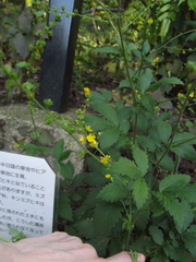 Agrimonia pilosa japonica
