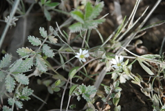 Stellaria crassifolia