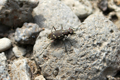 Cicindela gemmata
