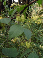 Rhynchosia acuminatifolia