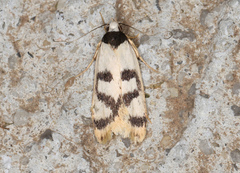 Eulechria sigmophora