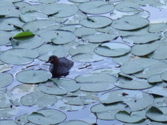 Tachybaptus ruficollis